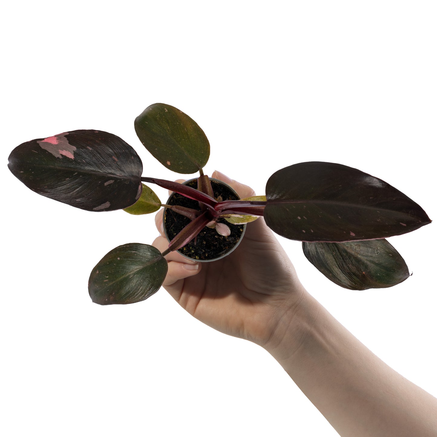 Baby Plants - Philodendron Pink Princess Marble