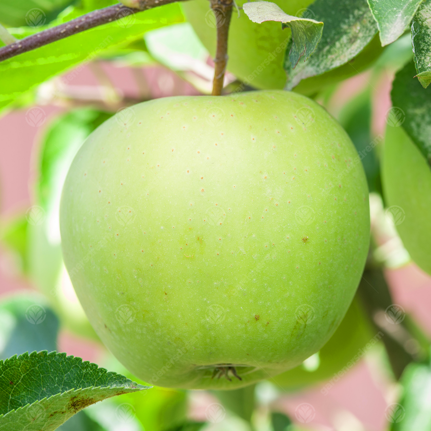 Apple Golden Delicious (12L, 4-5ft)