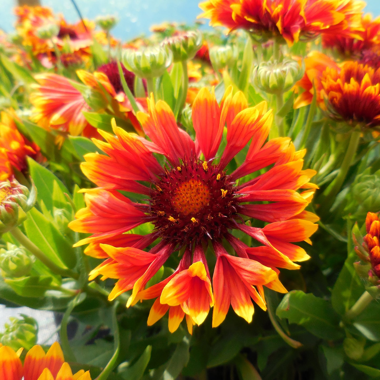 Gaillardia Sunset Flash