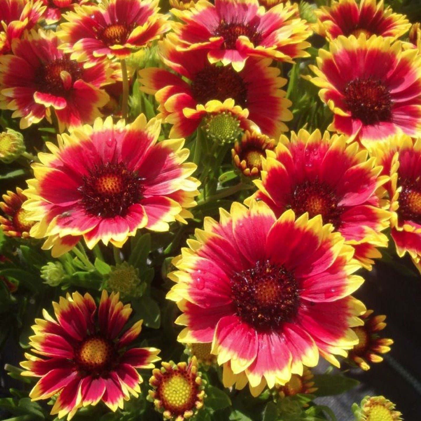 Gaillardia Sunset Flash