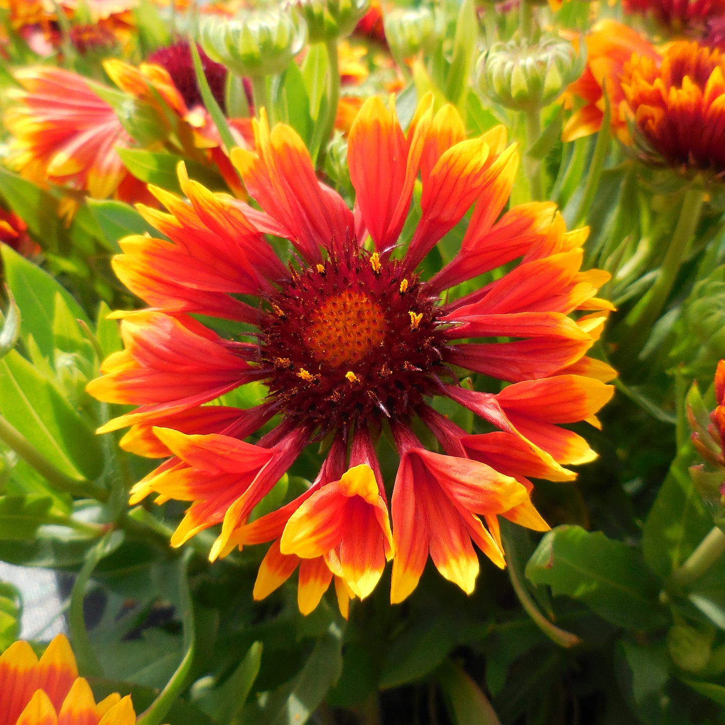 Gaillardia Sunset Snappy
