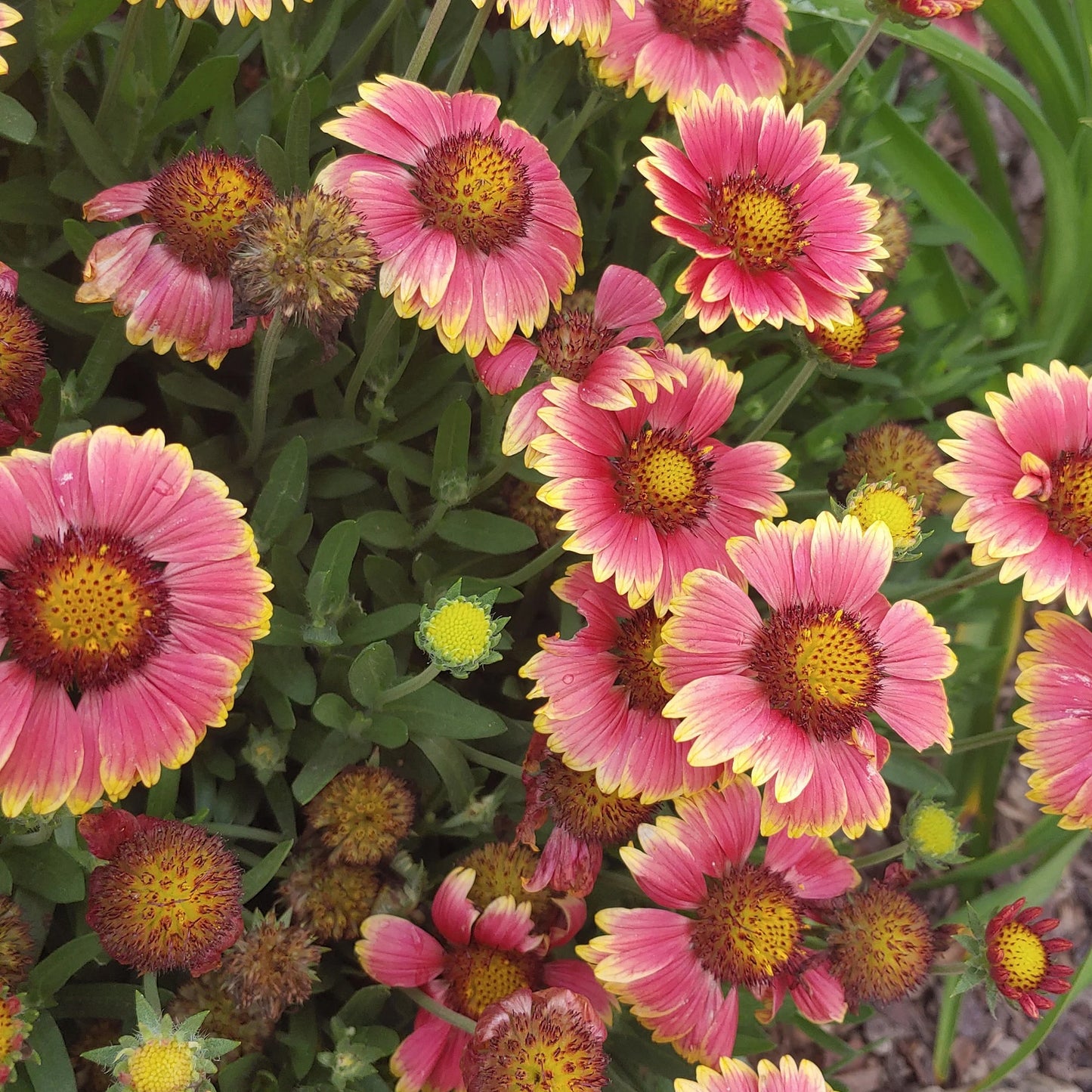 Gaillardia Sunset Snappy