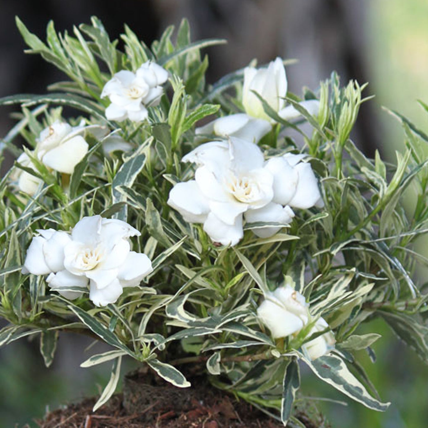 Gardenia Golden Crown
