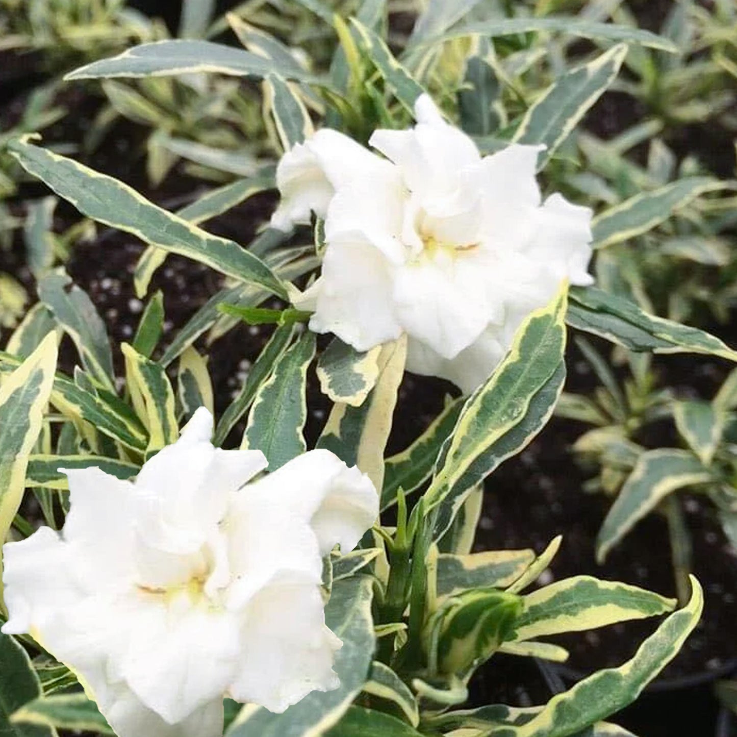 Gardenia Golden Crown