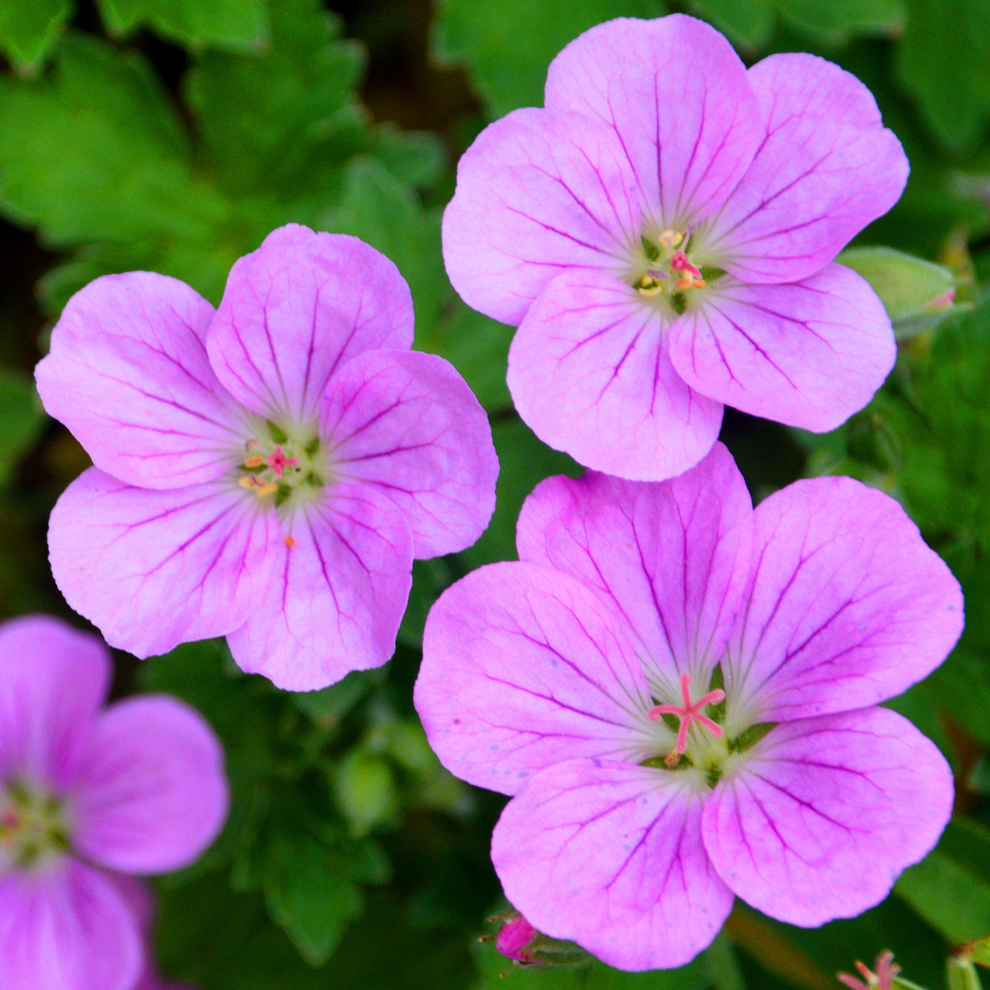 Geranium Mavis Simpson