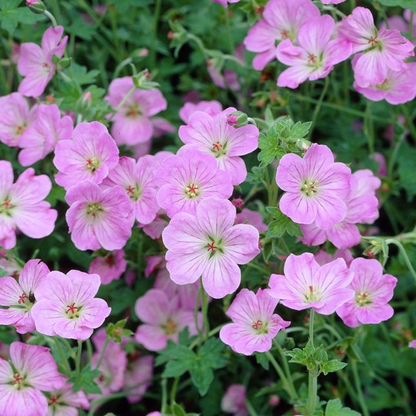 Geranium Mavis Simpson