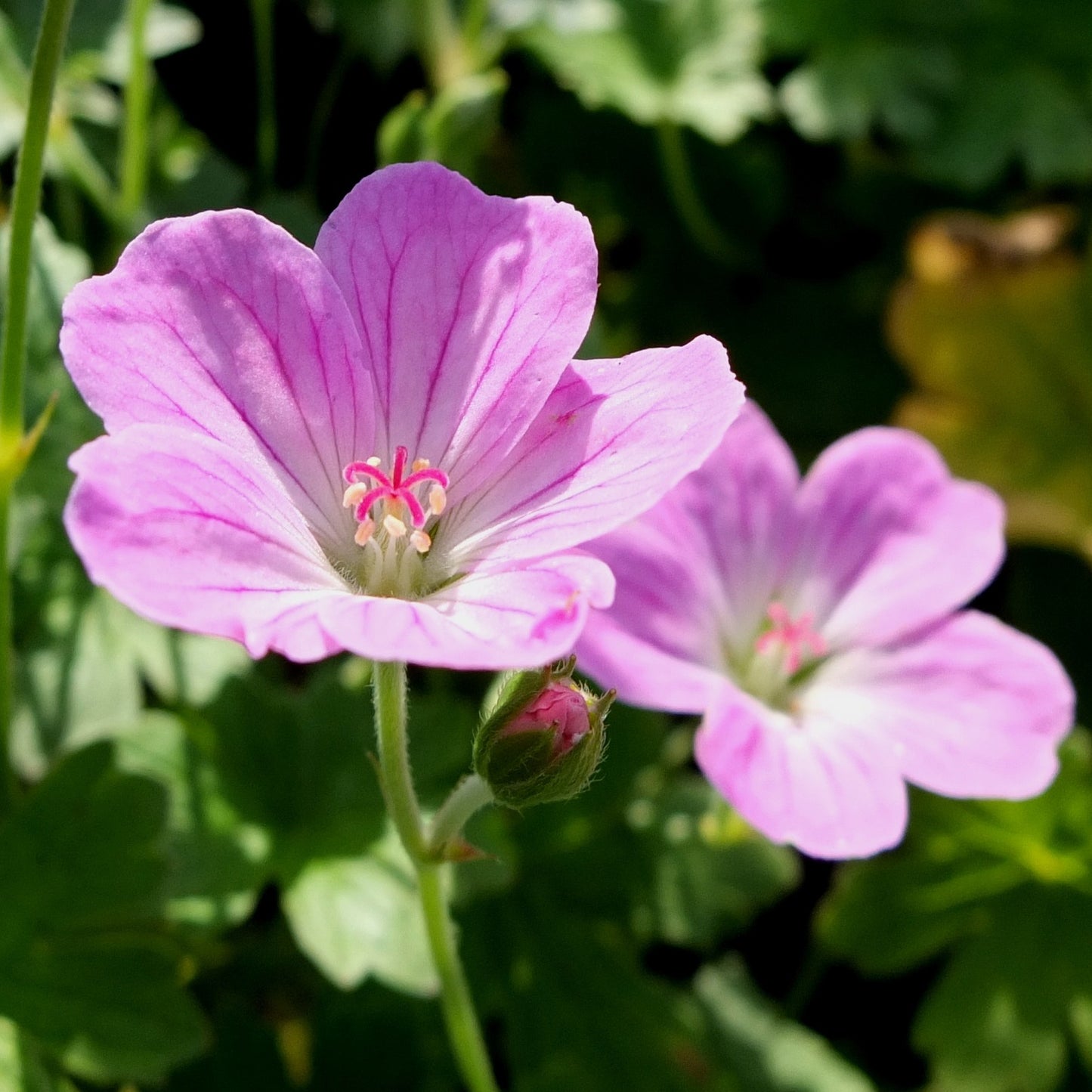 Geranium Mavis Simpson
