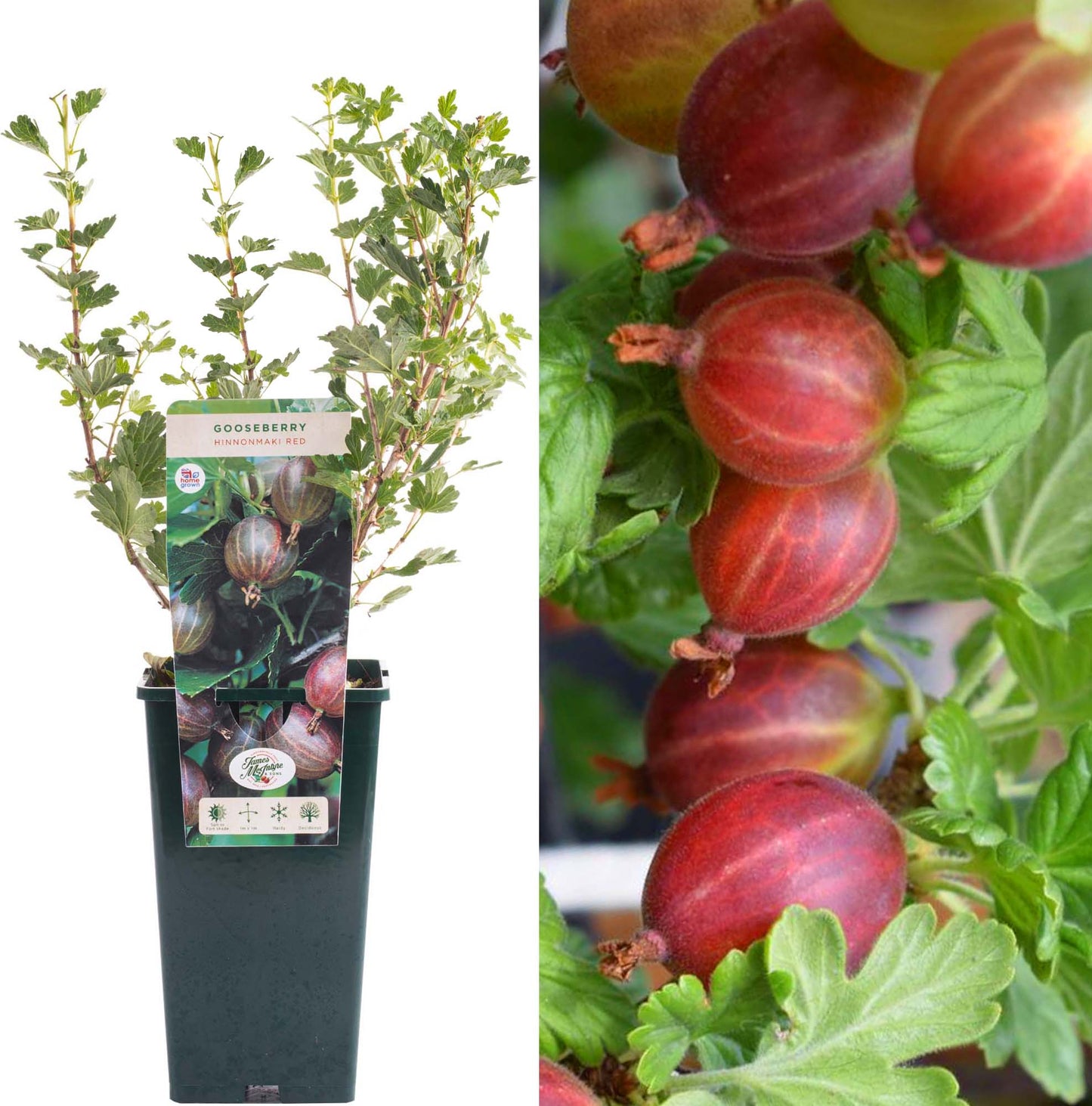 Gooseberry Hinnonmaki Red