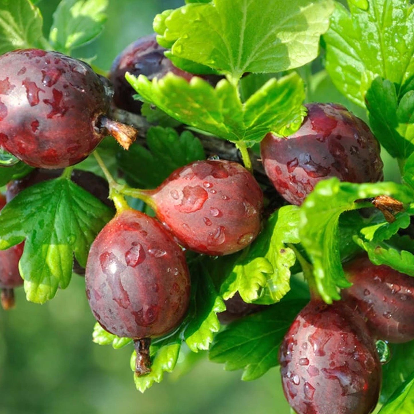 Gooseberry Hinnonmaki Red