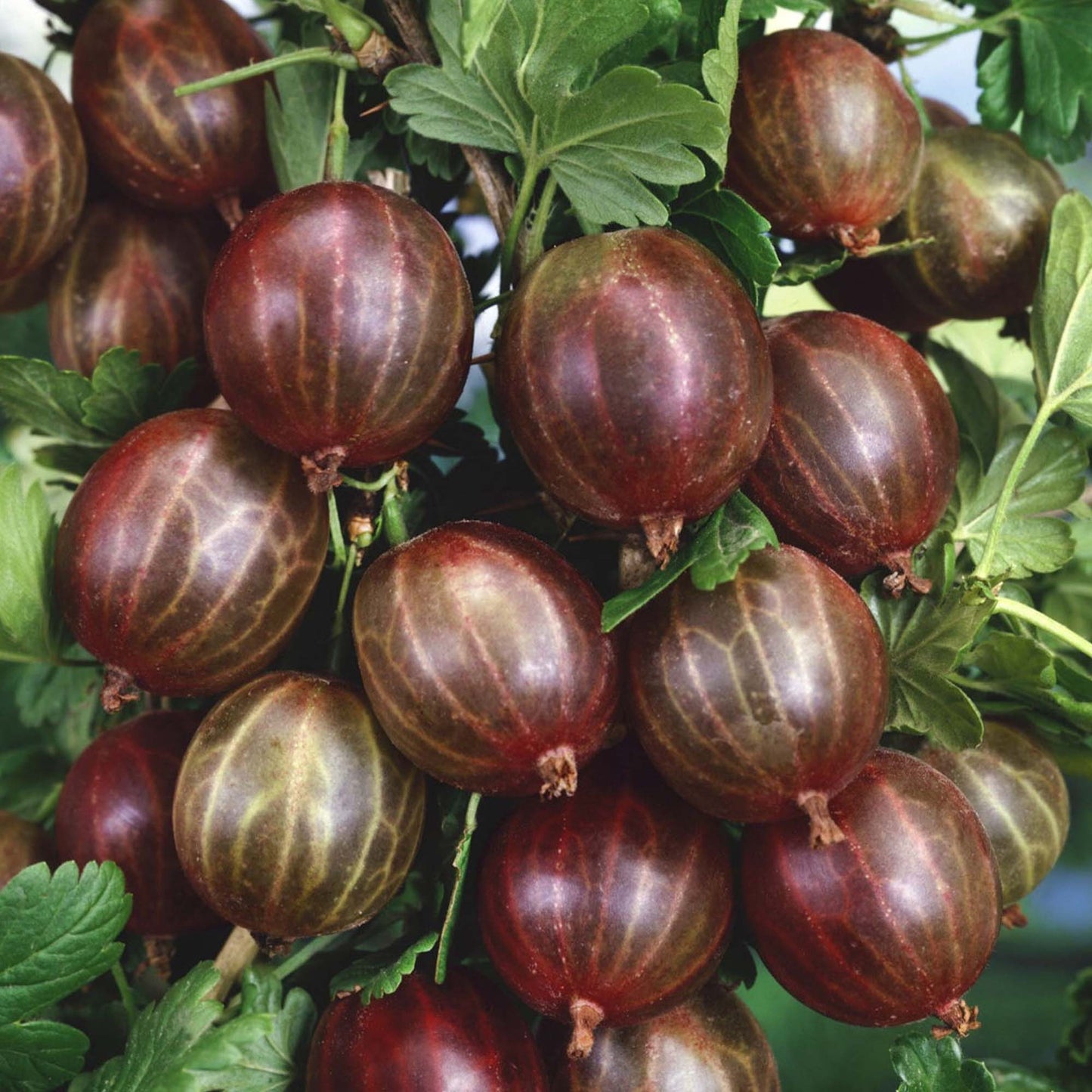 Gooseberry Hinnonmaki Red