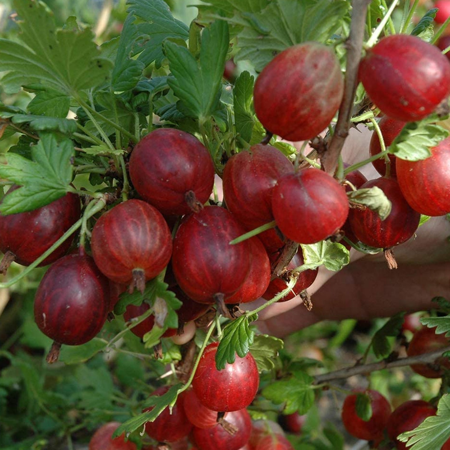 Gooseberry Xenia