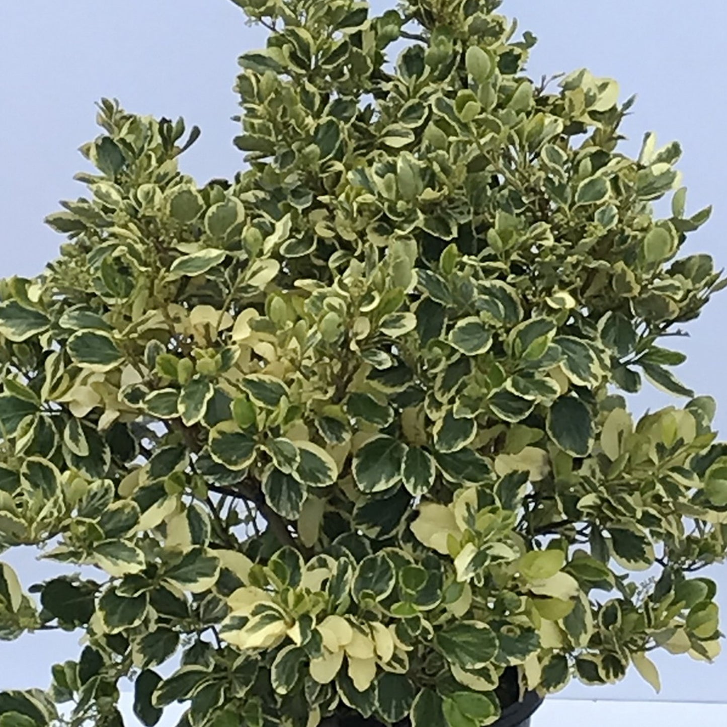 Griselinia Variegata