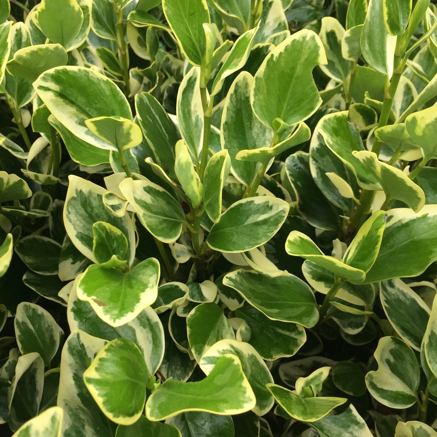 Griselinia Variegata