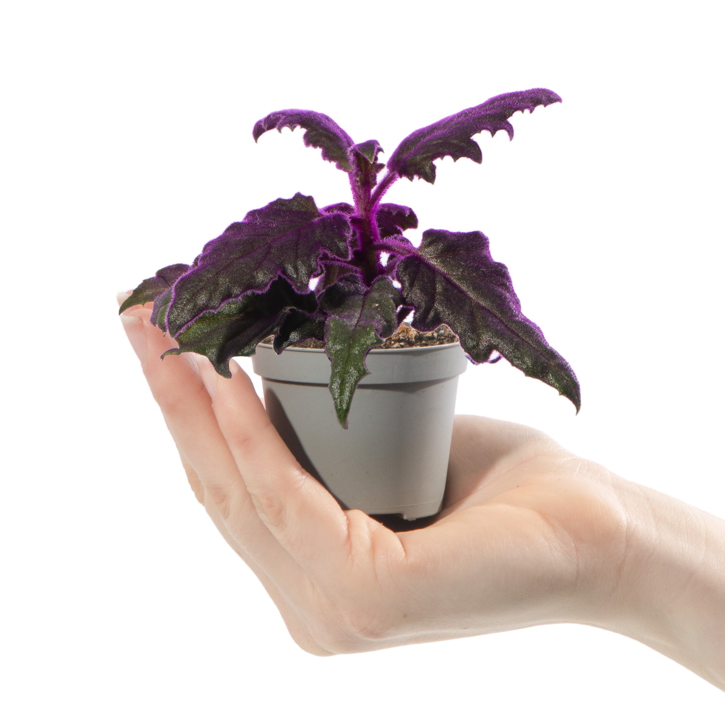 Baby Plants - Gynura Auranti