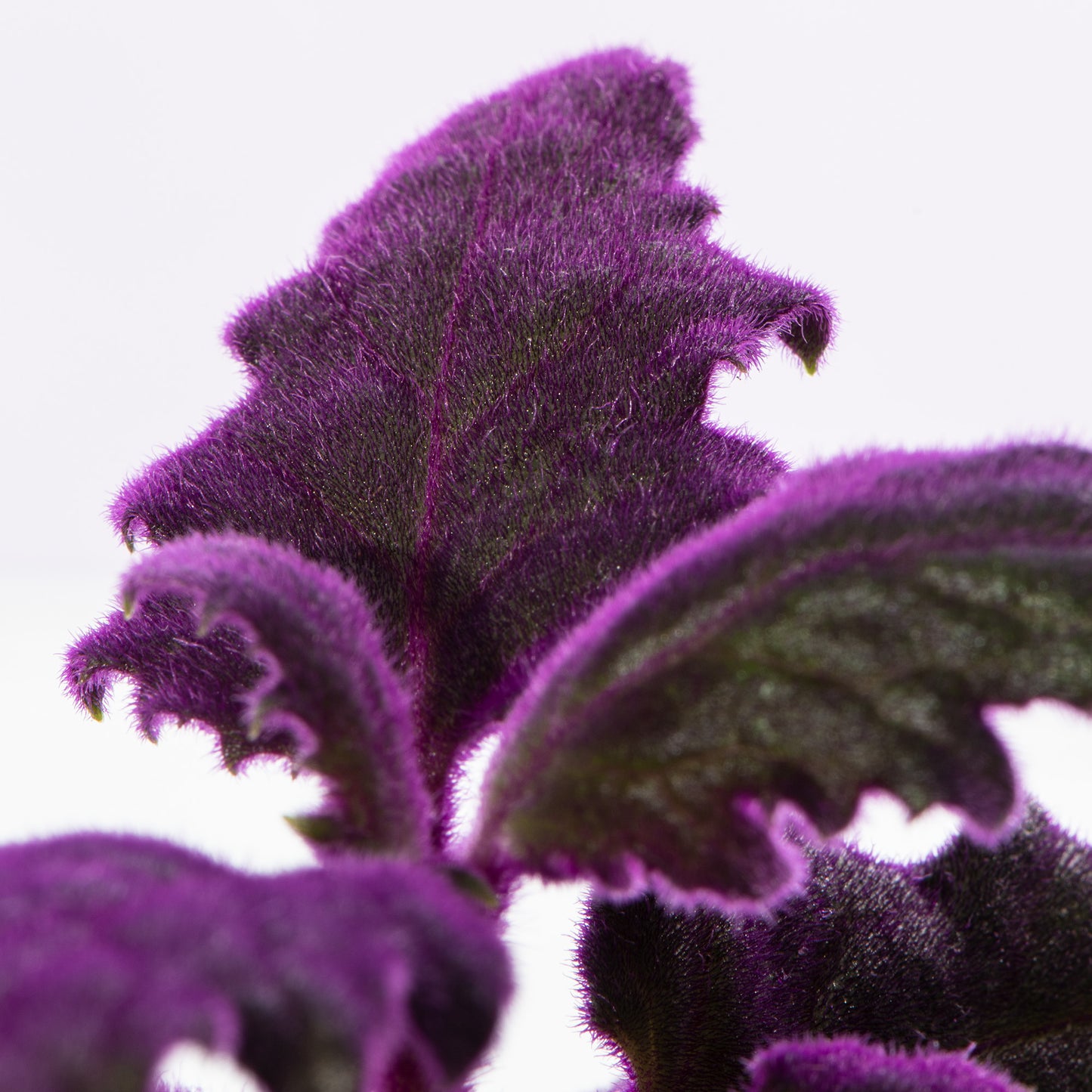 Baby Plants - Gynura Auranti