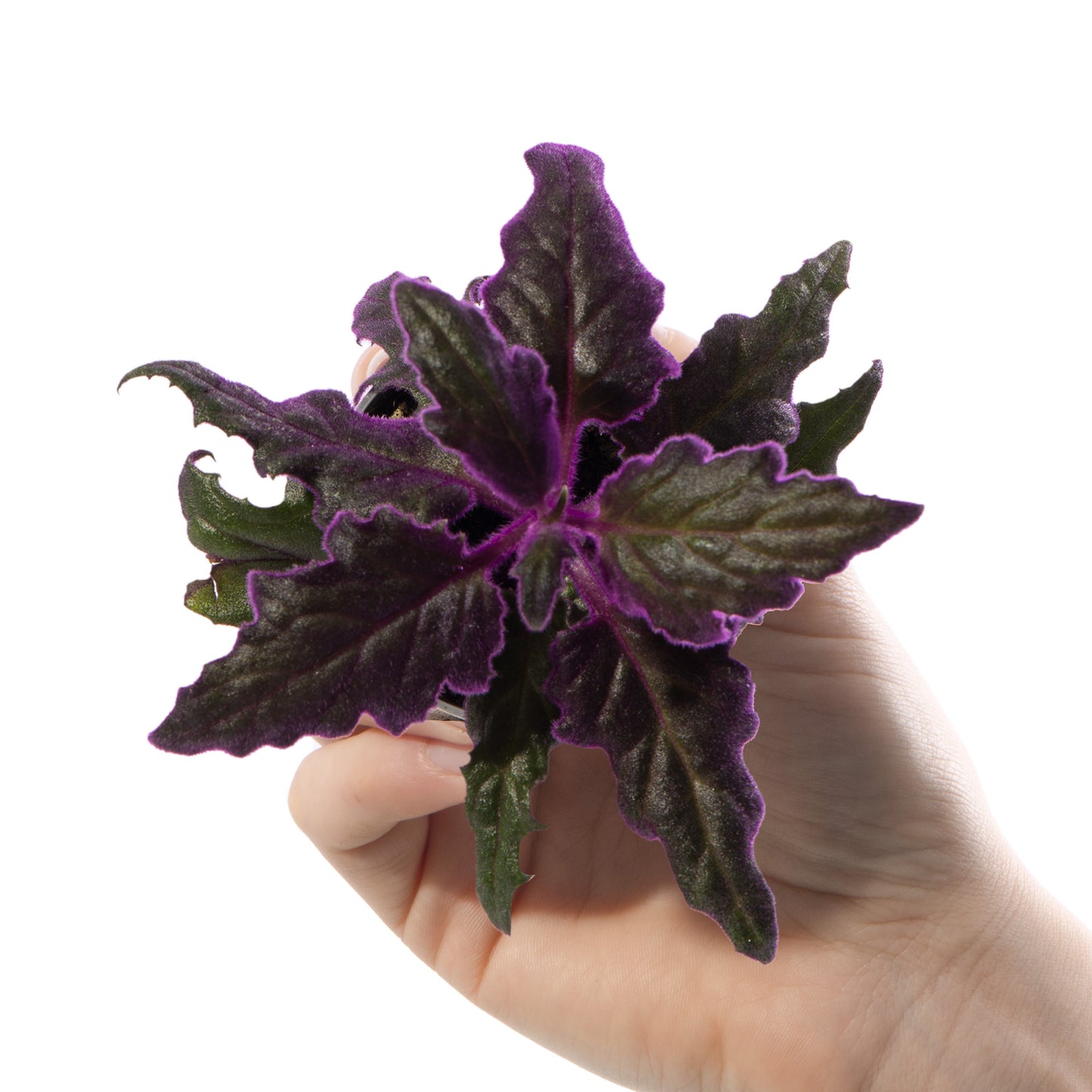 Baby Plants - Gynura Auranti