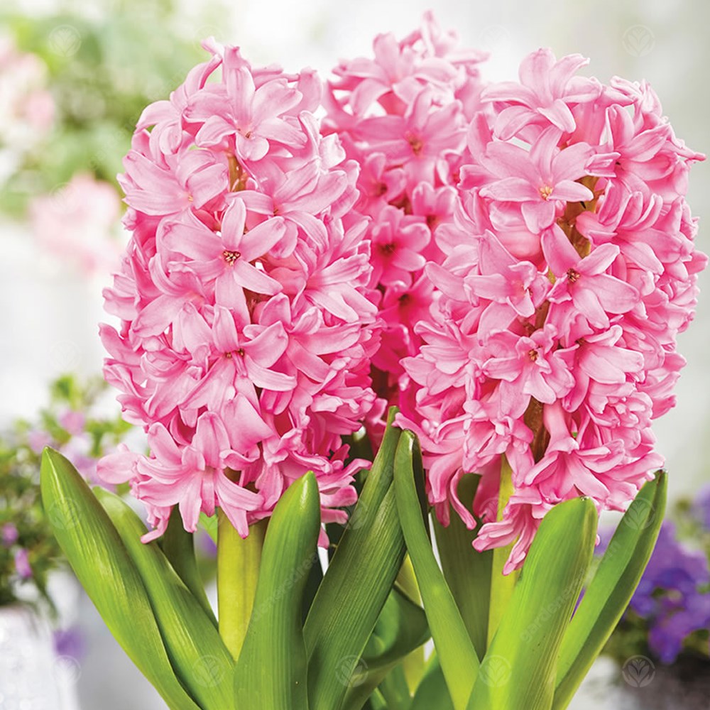 Indoor Hyacinth Pink Pearl -MASTER-