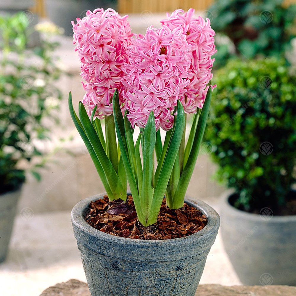 Indoor Hyacinth Pink Pearl -MASTER-