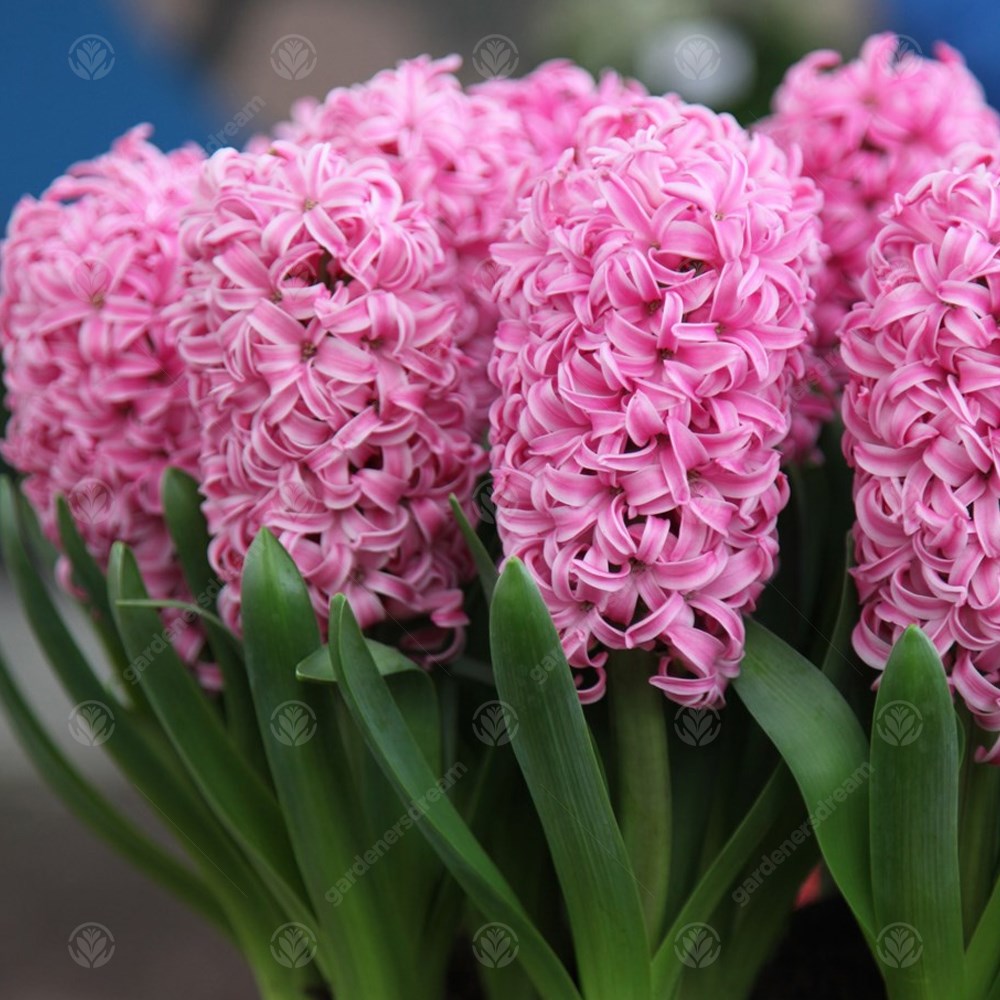 Indoor Hyacinth Pink Pearl -MASTER-
