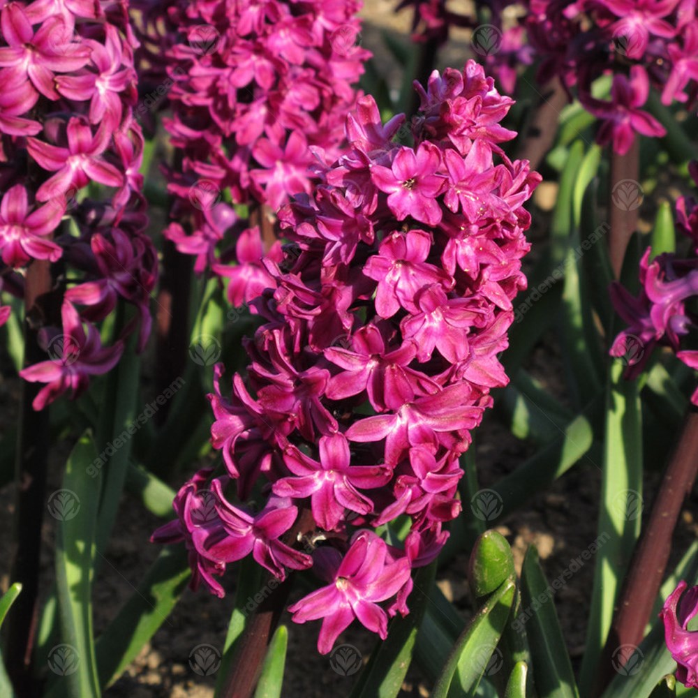 Hyacinth Woodstock -MASTER-