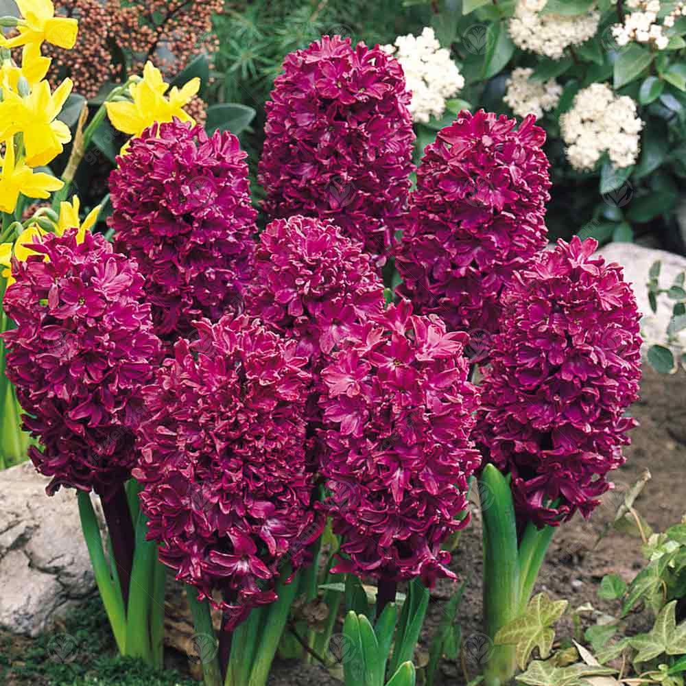 Hyacinth Woodstock -MASTER-