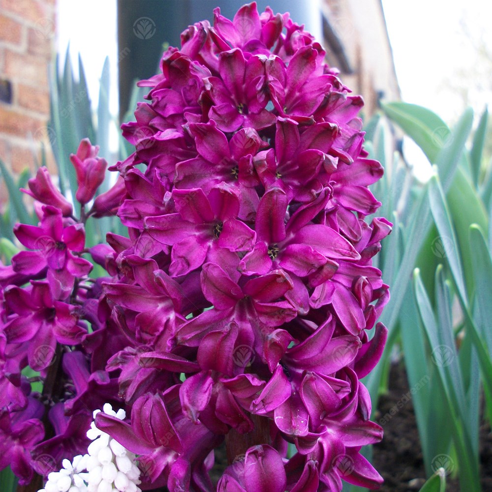 Hyacinth Woodstock -MASTER-