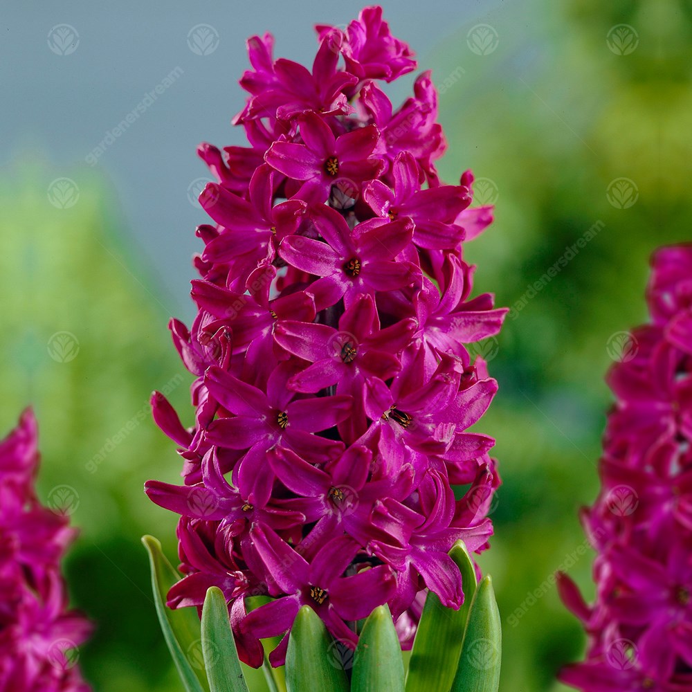Hyacinth Woodstock -MASTER-