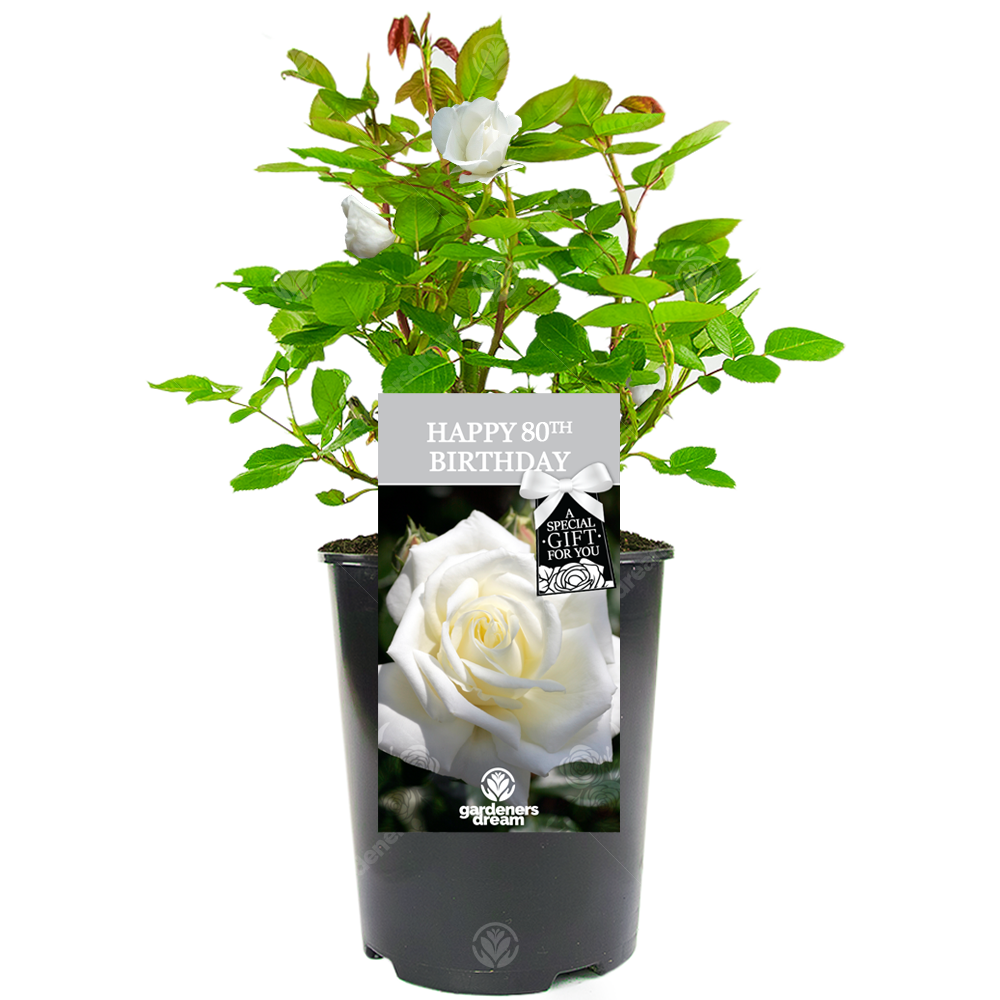 HAPPY BIRTHDAY - Birthday Rose Bush (Various Ages)