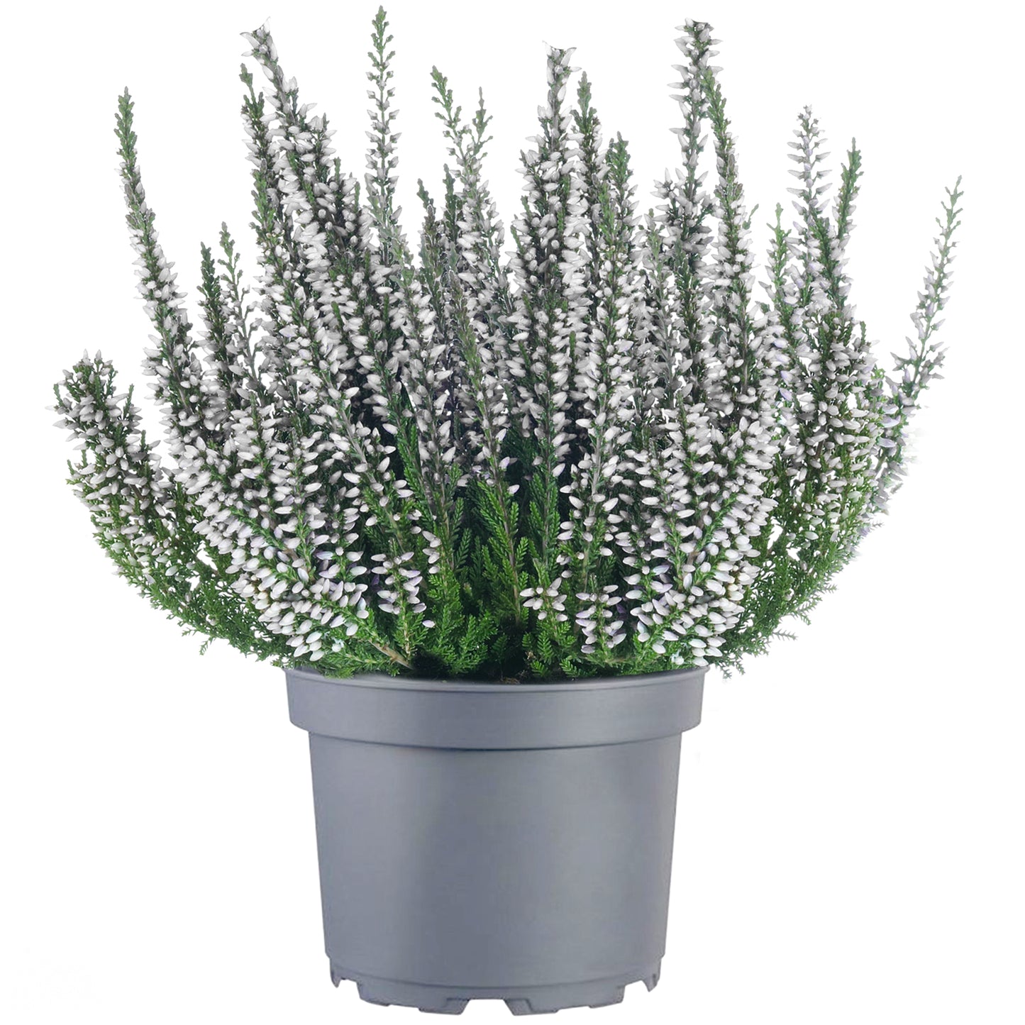 Heather Beauty Ladies