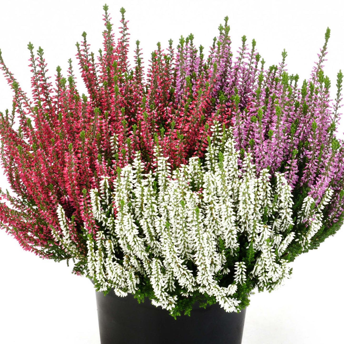 Heather Beauty Ladies Trio