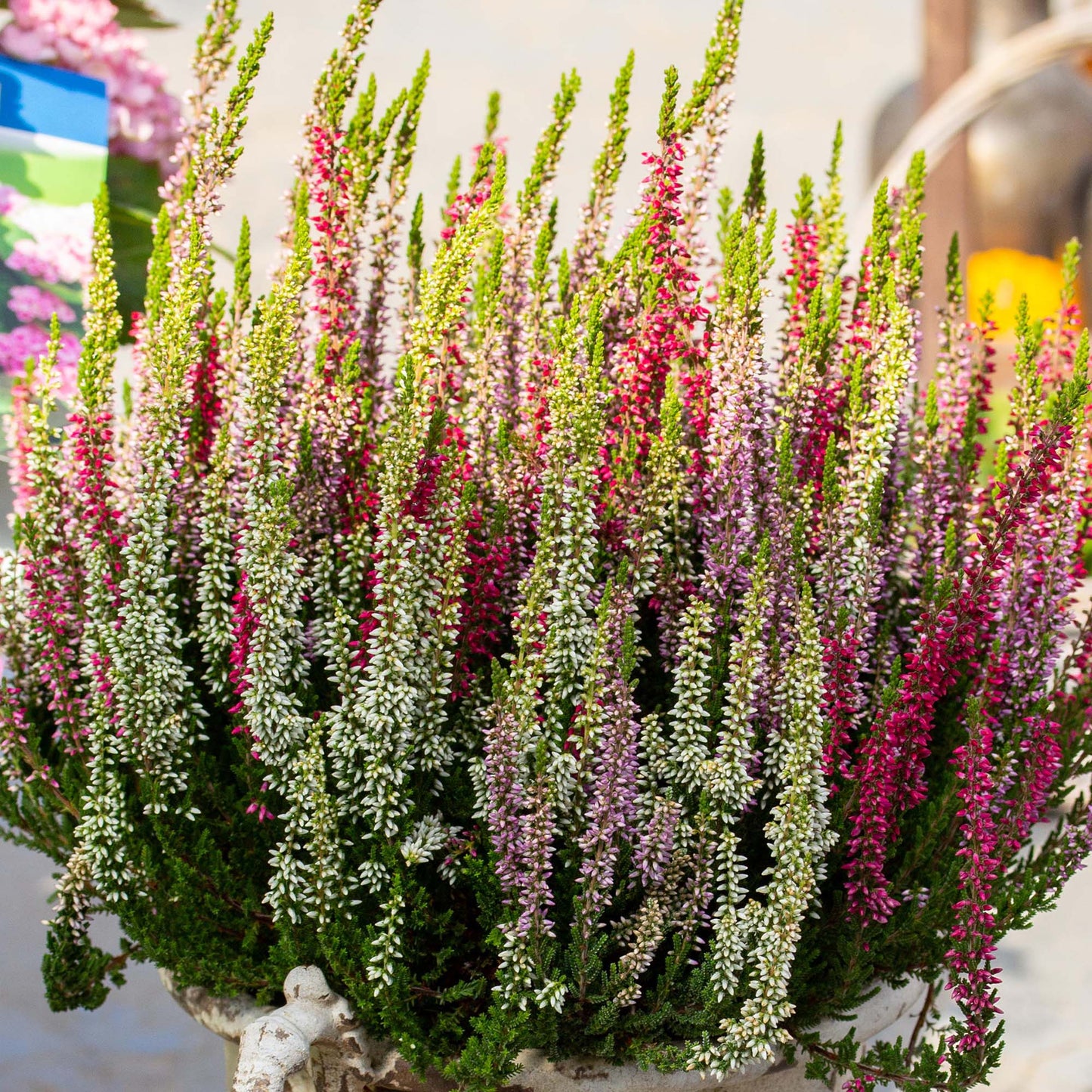 Heather Beauty Ladies Trio