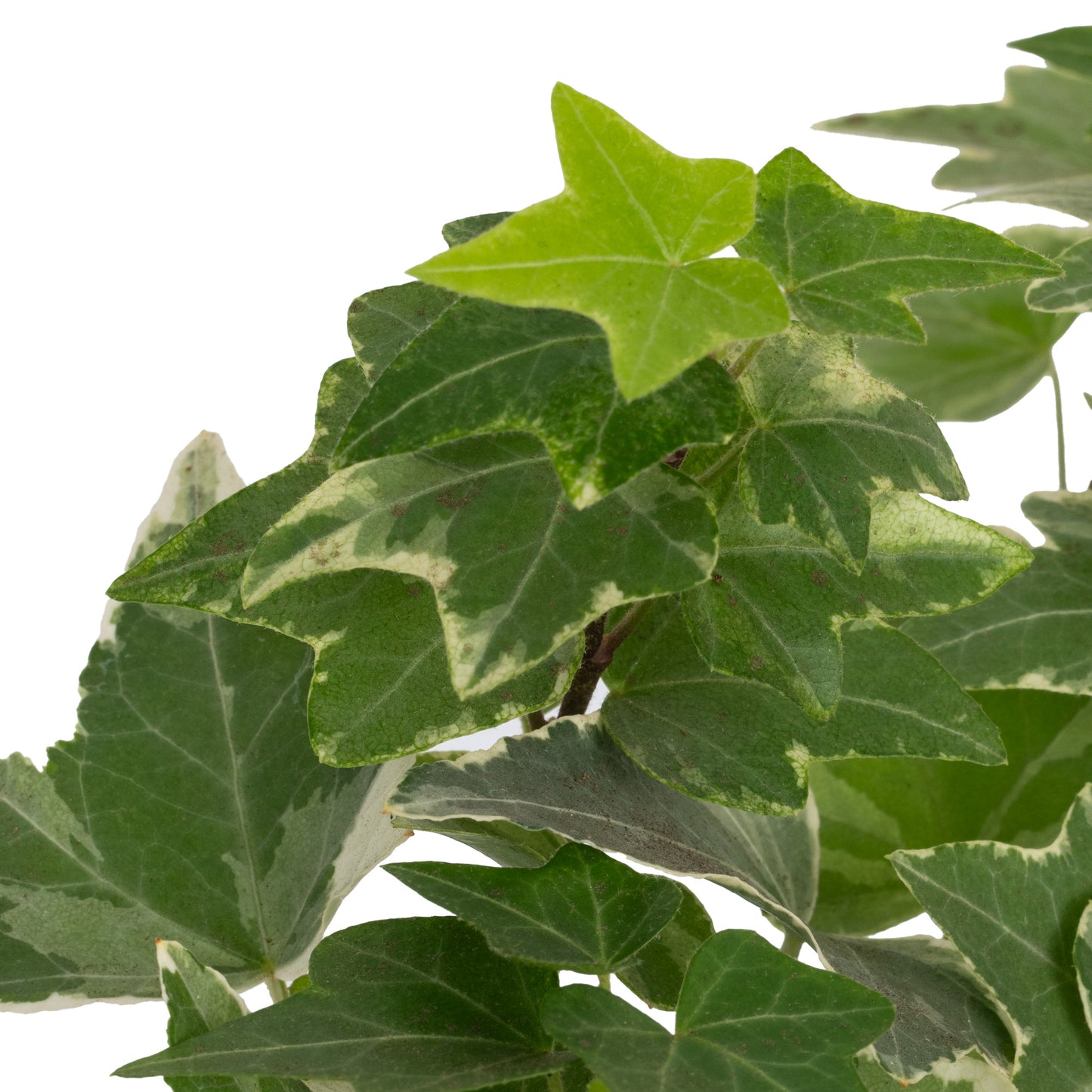 Baby Plants - Hedera Helix Variegata