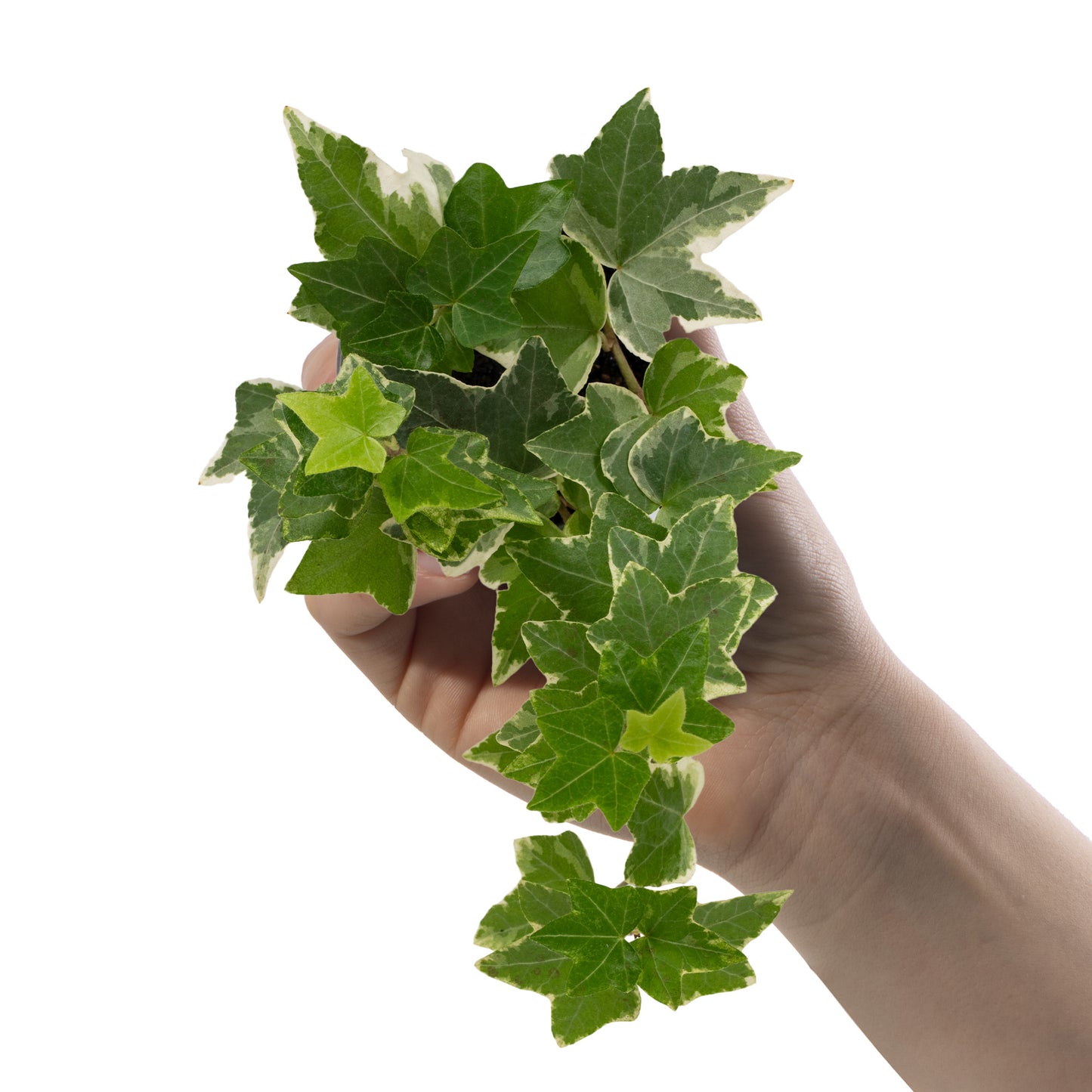 Baby Plants - Hedera Helix Variegata