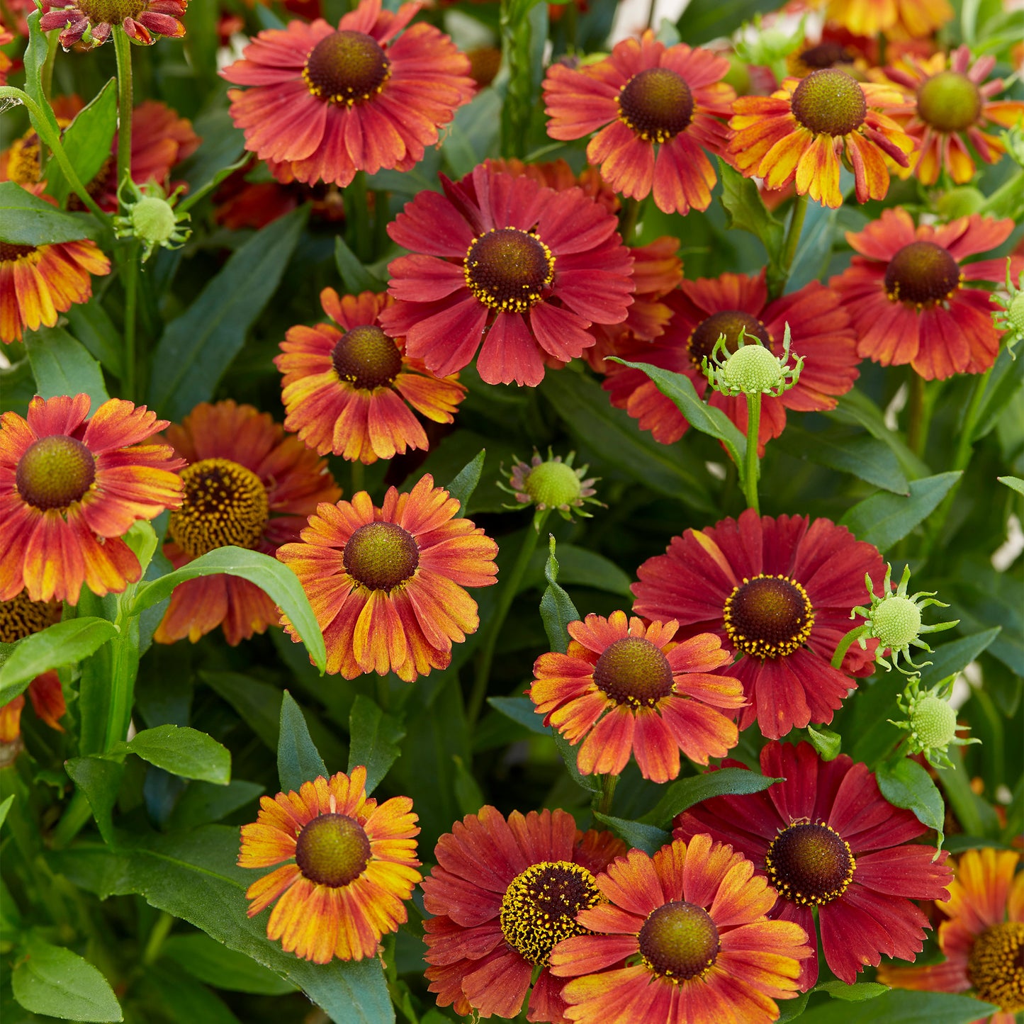 Helenium Strawberry Sundae