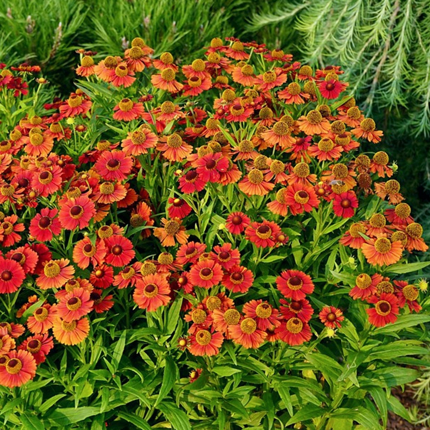 Helenium Strawberry Sundae