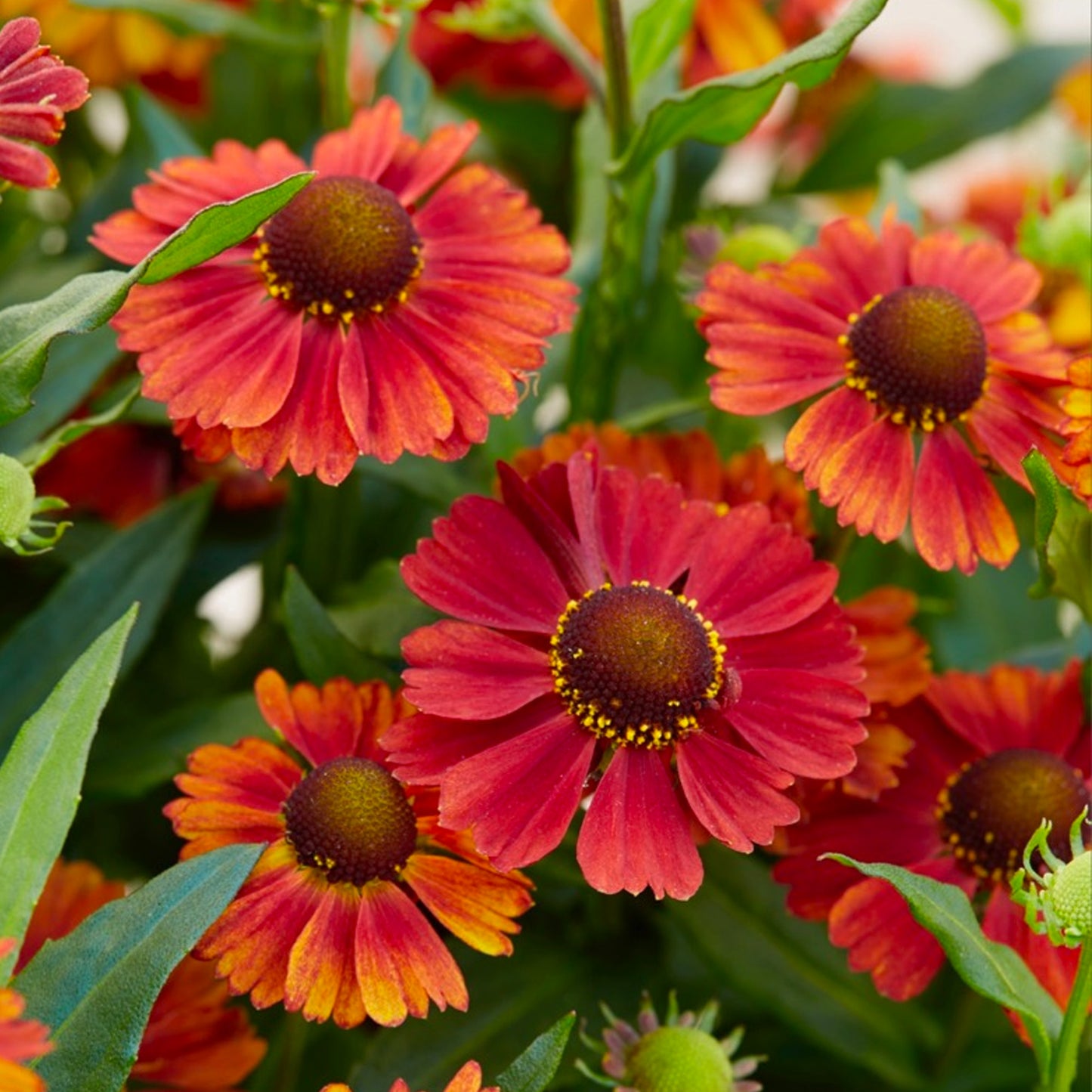 Helenium Strawberry Sundae
