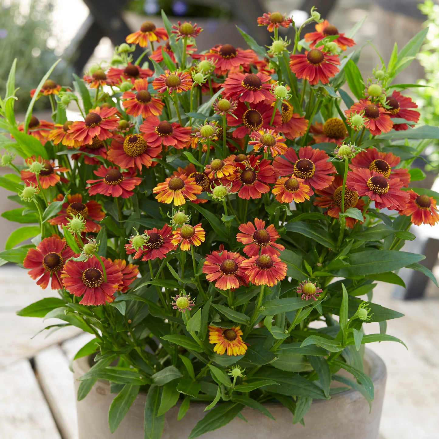 Helenium Strawberry Sundae