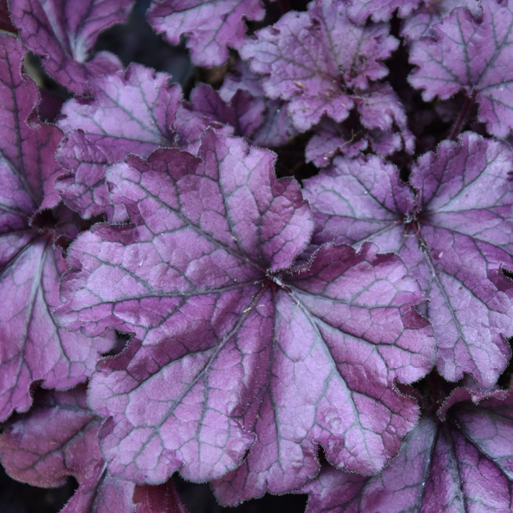 3 litre pot (30-40cm)
