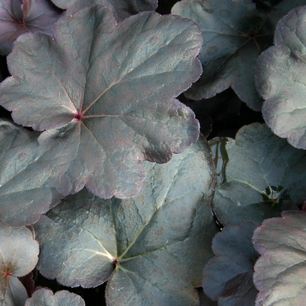 Heuchera Obsidian