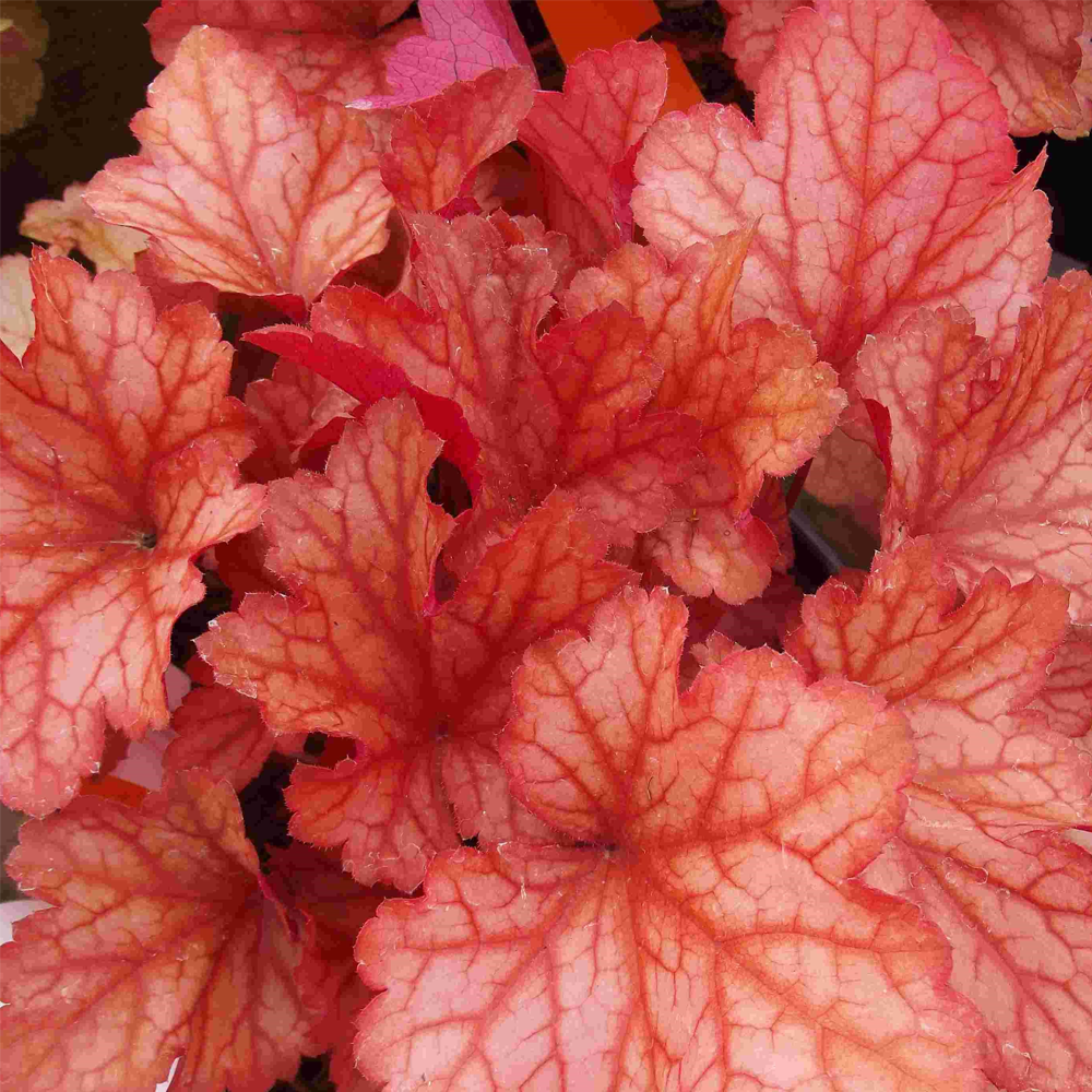 Heuchera Paprika