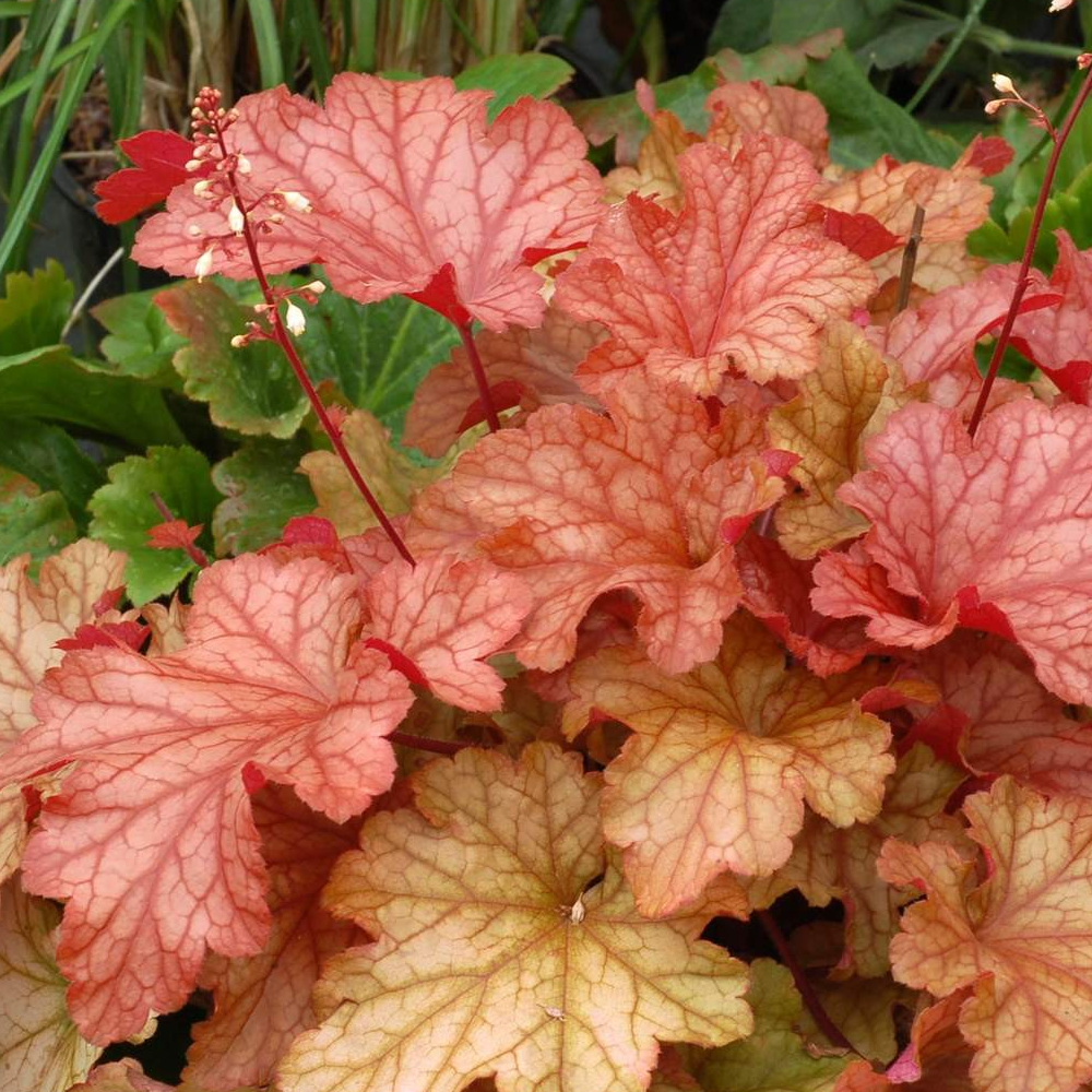 Heuchera Paprika