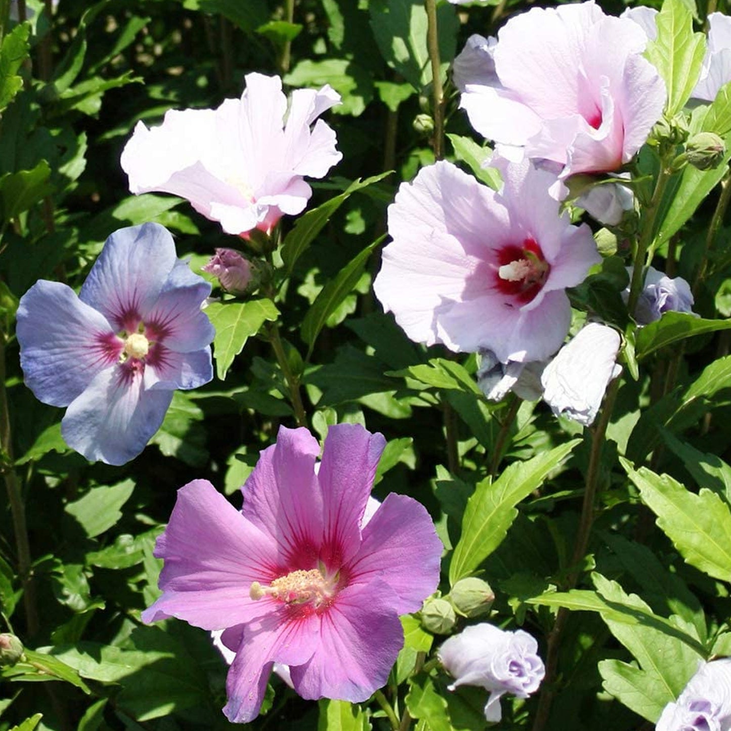 Hibiscus Tricolour Patio Tree