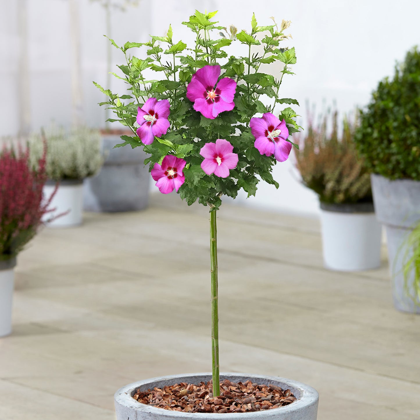 Hibiscus Patio Trees (Master)