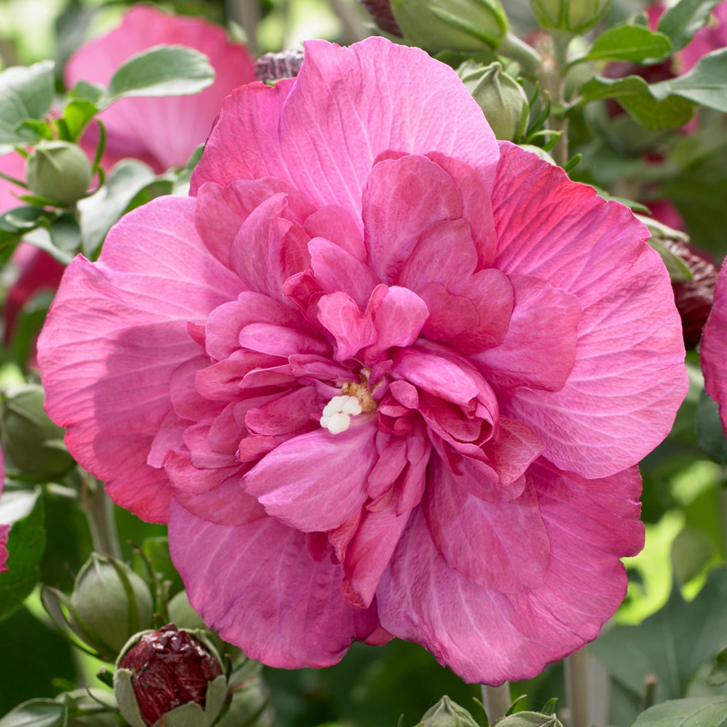 Hibiscus Magenta Chiffon