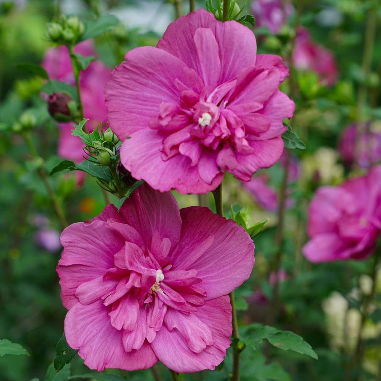 Hibiscus Magenta Chiffon