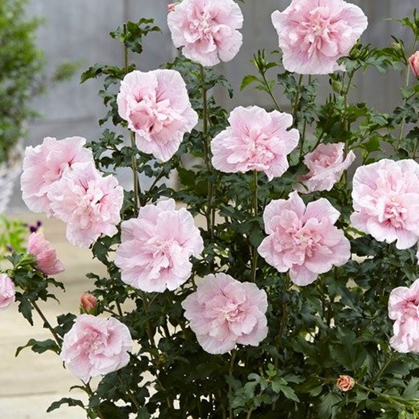 Hibiscus Pink Chiffon
