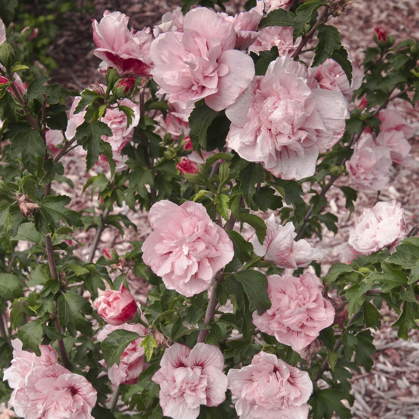 Hibiscus Pink Chiffon