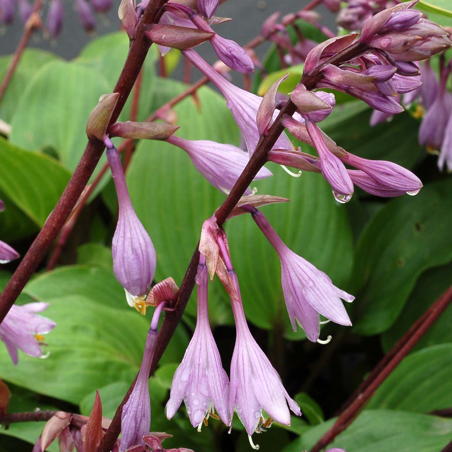 Hosta Purple Heart