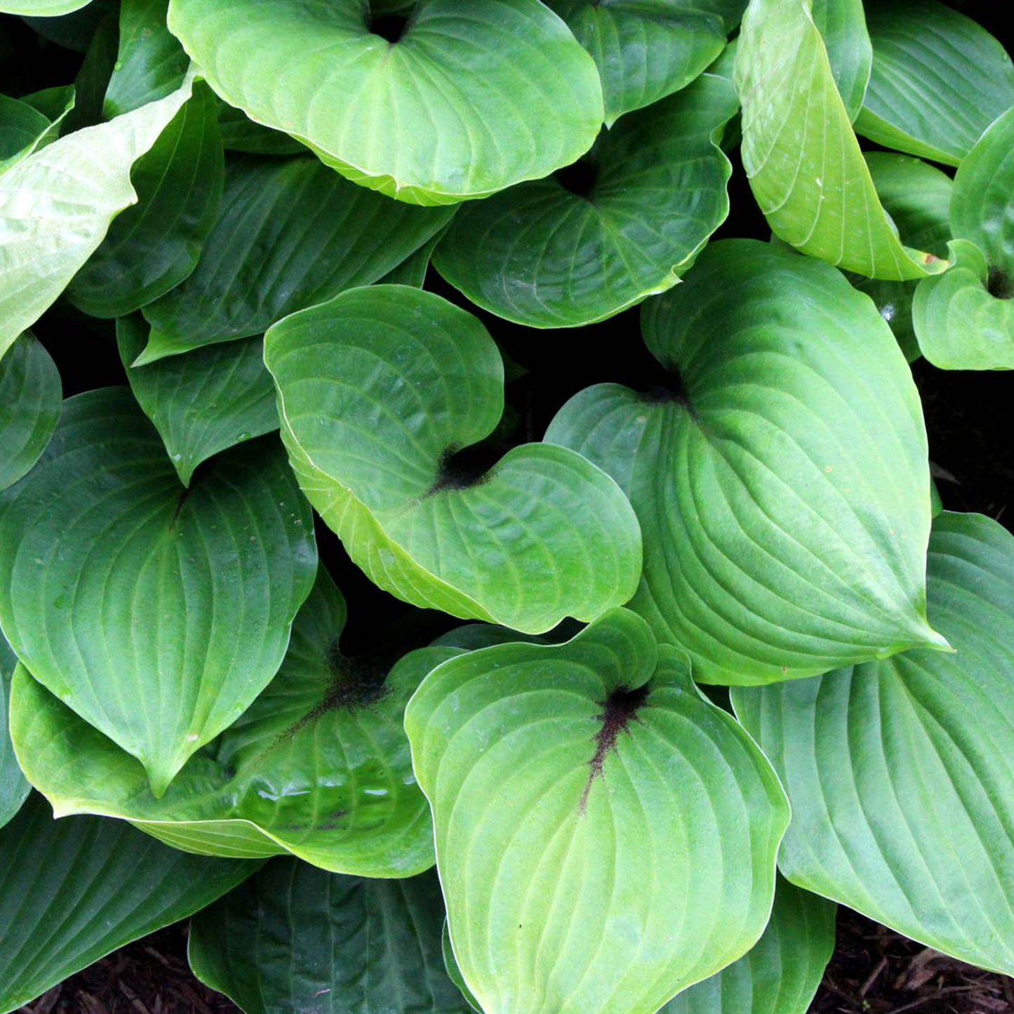 Hosta Purple Heart