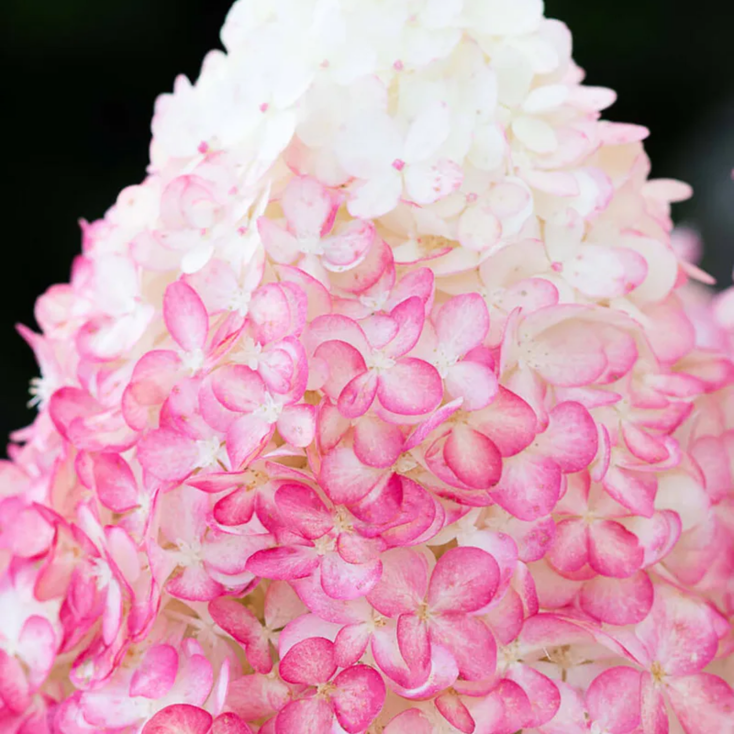 Hydrangea Pink & Rose